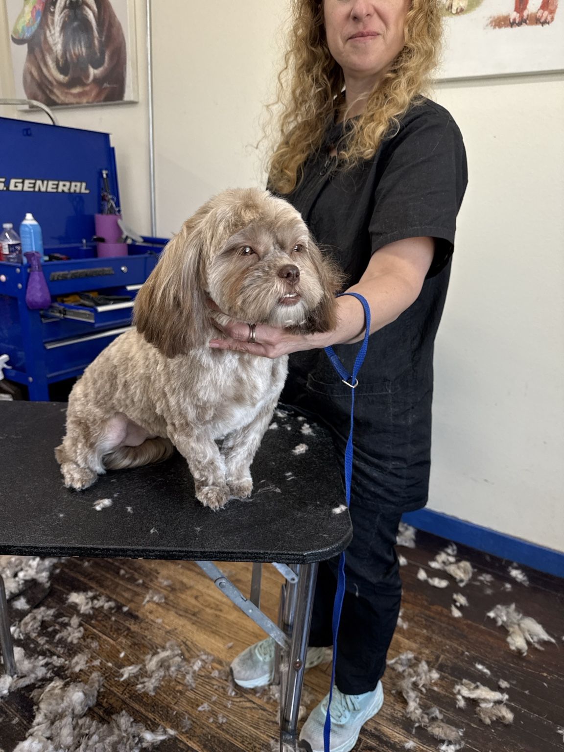 Small tan dog sitting proudly on the grooming table after a haircut