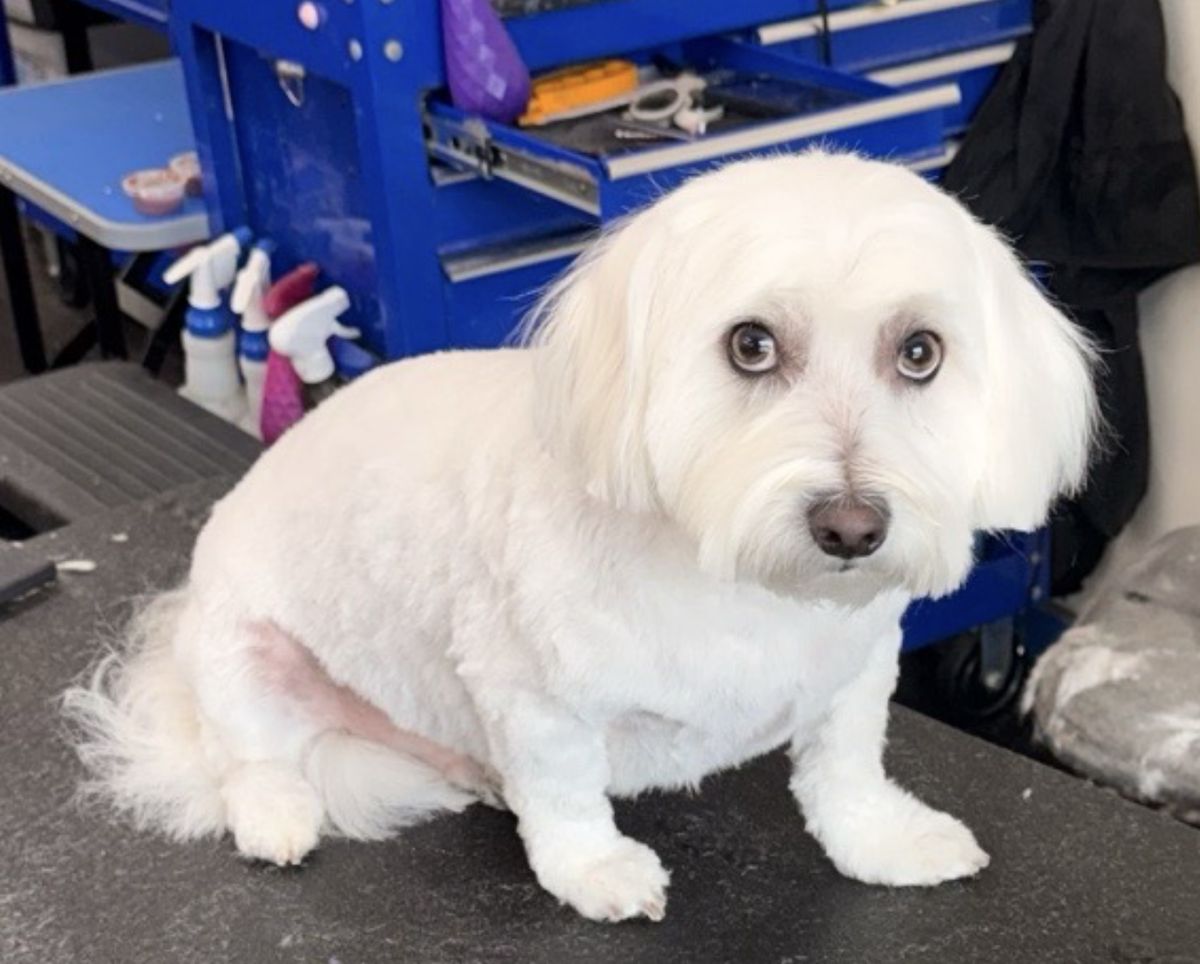 Bright white fluffy dog looking at the camera after a bath and trim
