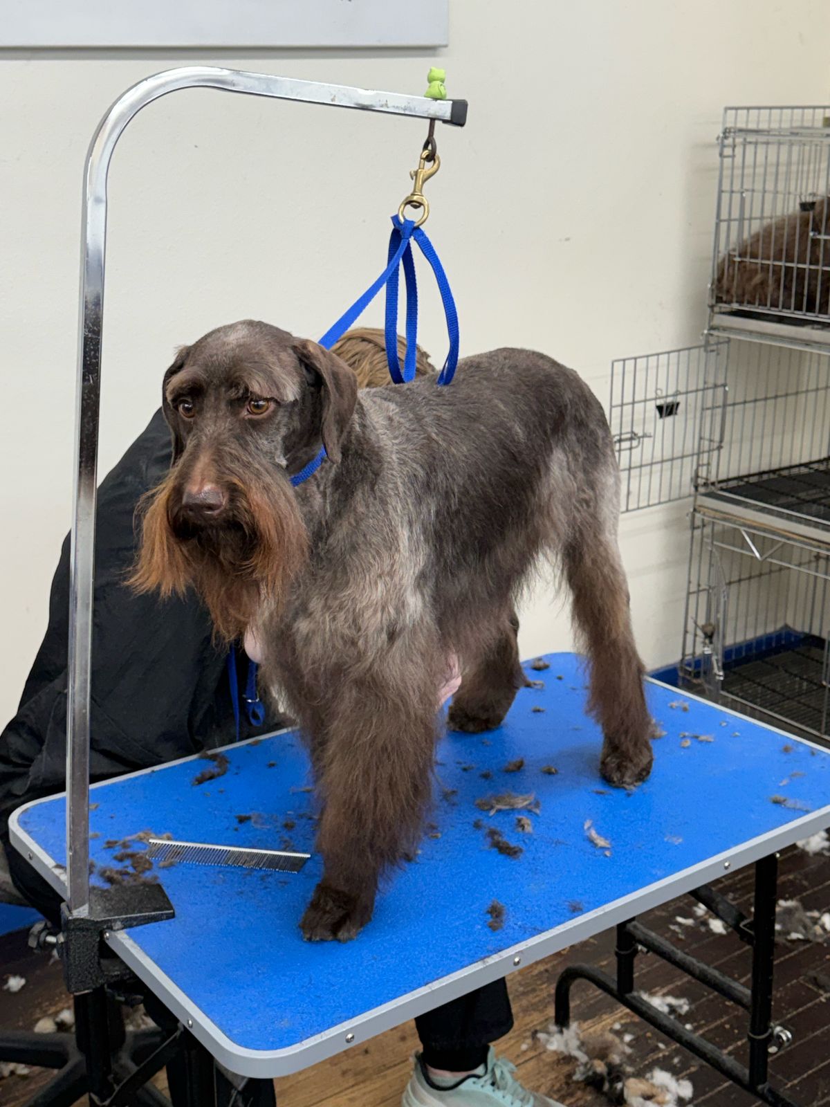 Wire-coated dog with a full beard and eyebrows during a professional groom