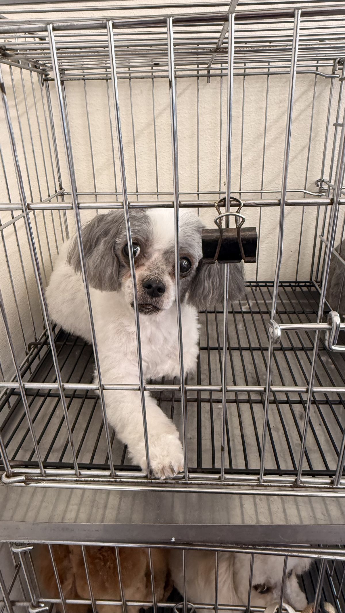 Cute white and grey dog peeking from a clean kennel after grooming