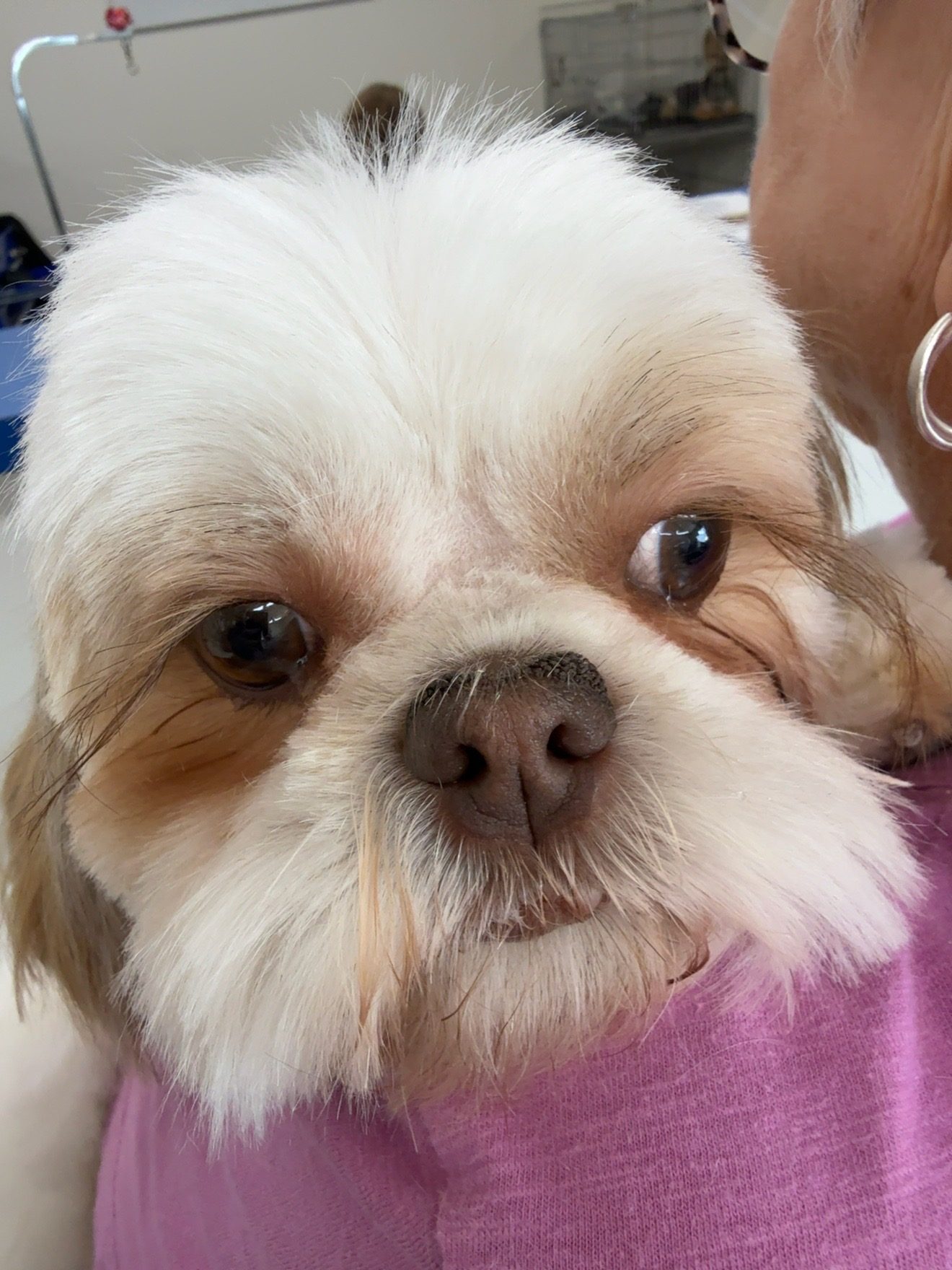 Freshly groomed white and tan dog with a fluffy face, held gently after a groom